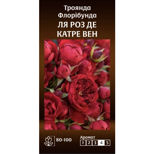Флорібунда Ля Роз Де Катре Вен