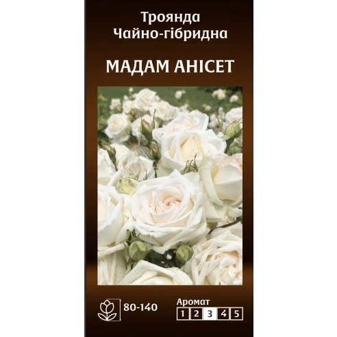Чайно-Гібридна Мадам Анісет