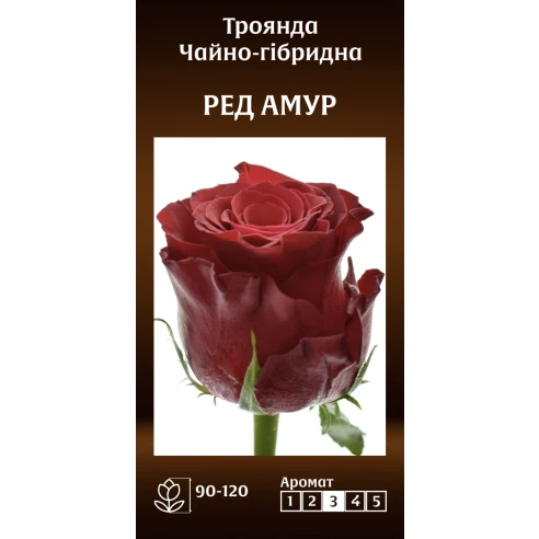 Чайно-Гібридна Ред Амур