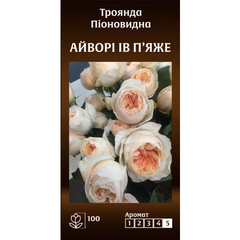 Піоновидна Айворі Ів П’яже