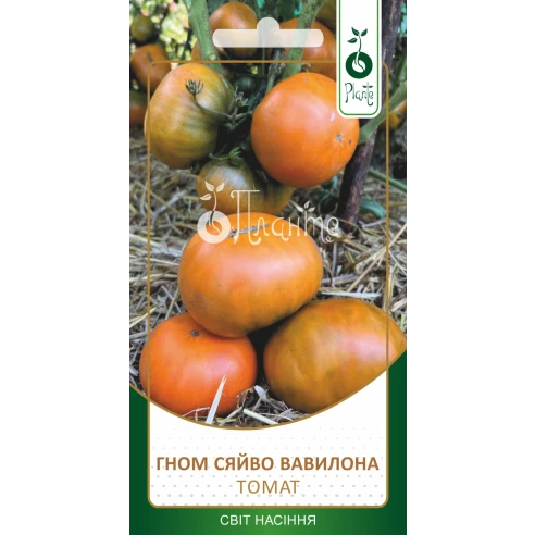 Томат Гном Сяйво Вавилона