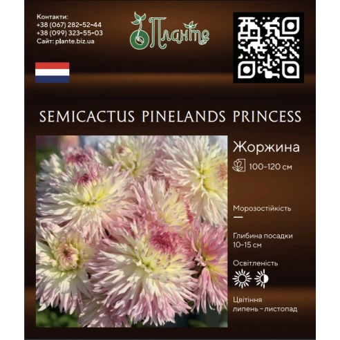 Semicactus Pinelands Princess