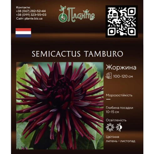 Semicactus Tamburo