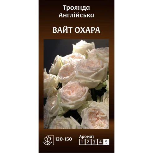 Англійська Вайт Охара