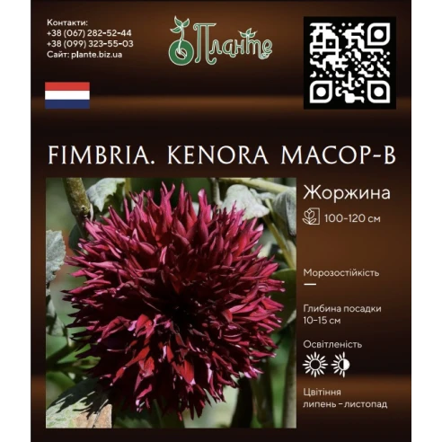 Fimbria. Kenora Macop-B