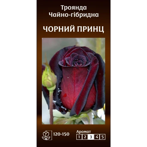 Чайно –Гібридна Чорний Принц