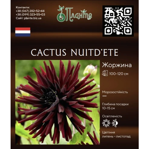 Cactus Nuit d'Eté