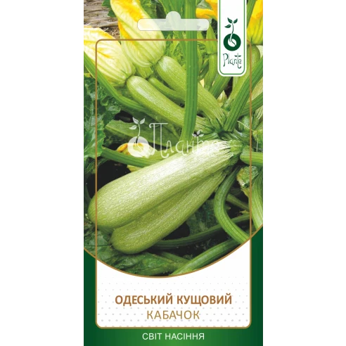 Кабачок "Одеський кущовий"