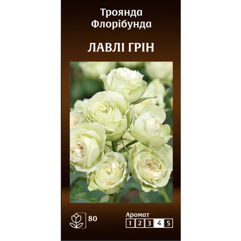 Флорібунда Лавлі Грін