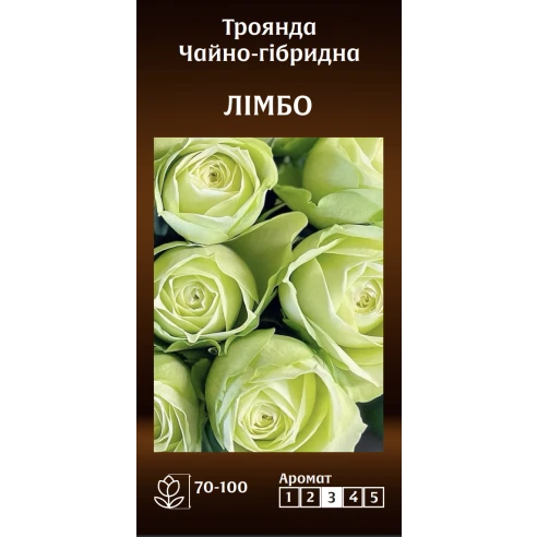 Чайно-Гібридна Лімбо