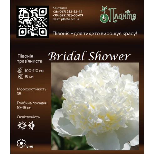 Bridal Shower 3/5
