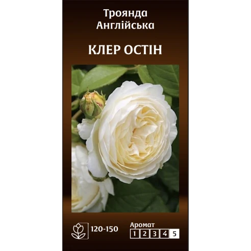 Англійська Клер Остін
