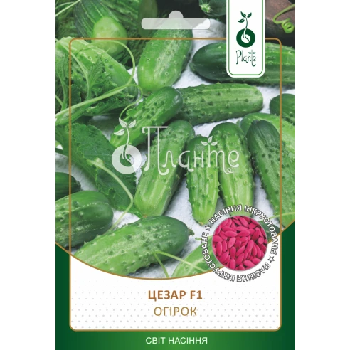 Огірок "Цезар F1" (Інкрустоване)