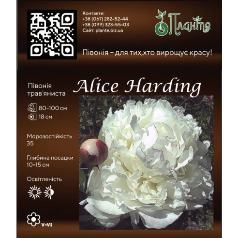 Alice Harding 3/5
