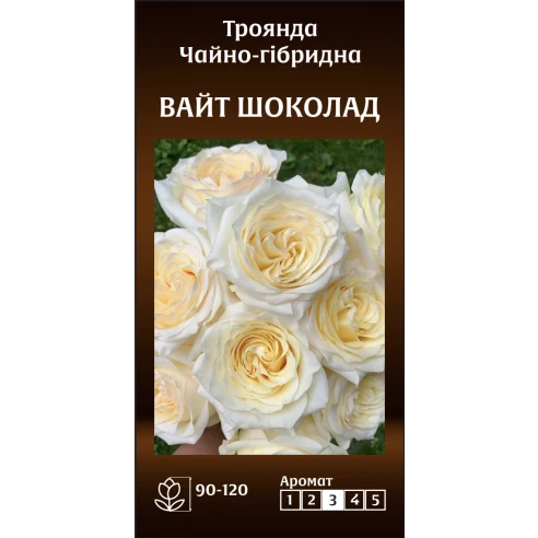 Чайно-Гібридна Вайт Шоколад
