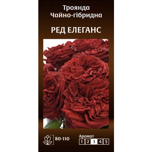Чайно-Гібридна Ред Елеганс