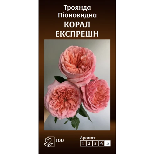 Піоновидна Корал Експрешн