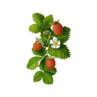 Суниця (Щедра грядка)