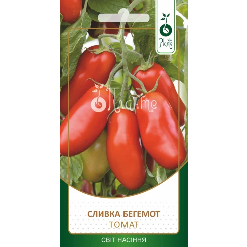 Томат "Сливка бегемот"