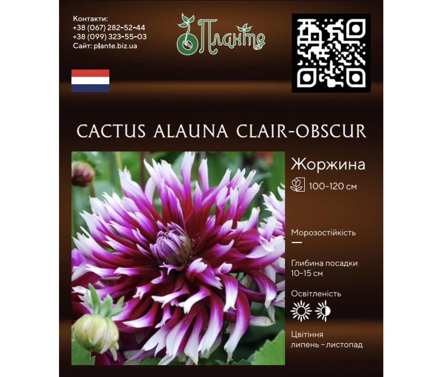 Cactus Alauna Clair-Obscur