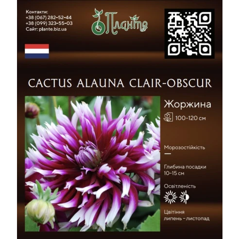 Cactus Alauna Clair-Obscur