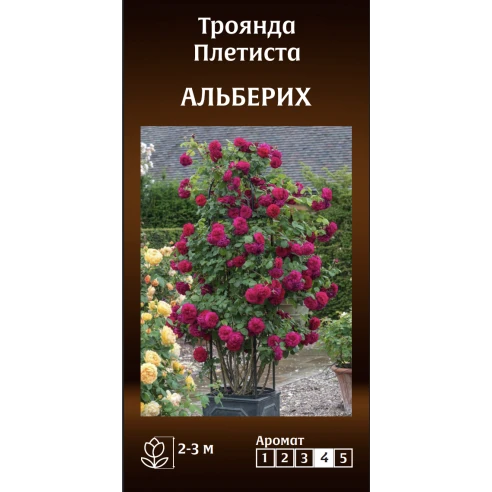 Плетиста Альберих