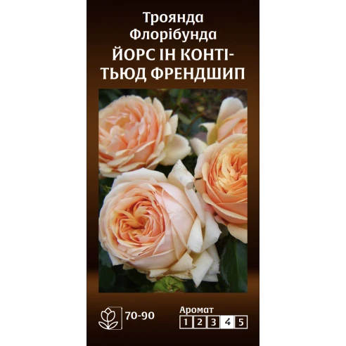 Флорібунда Йорс Ін Контітьюд Френдшип