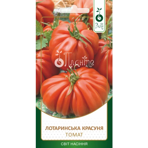 Лотаринська красуння