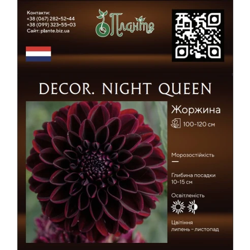 Decor. Night Queen