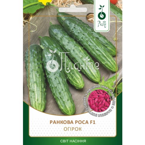 Огірок Ранкова роса