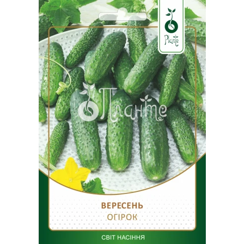 Огірок "Вересень"