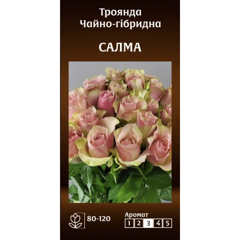 Чайно-Гібридна Салма