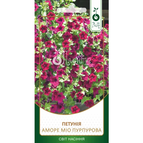 Петунія Аморе Міо Пурпурова