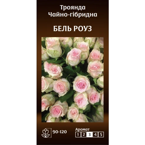 Чайно-Гібридна Бель Роуз