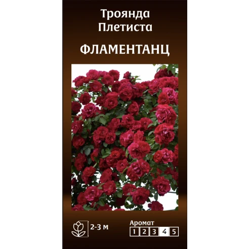 Плетиста Фламентанц