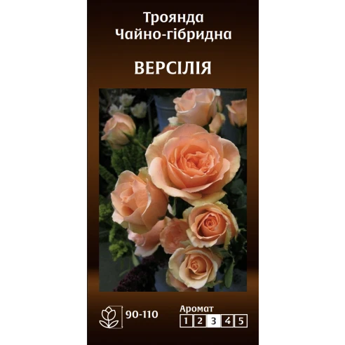 Чайно-Гібридна Версілія