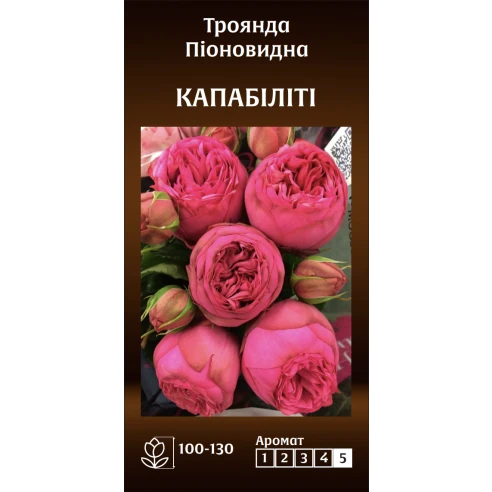 Піоновидна Капабіліті