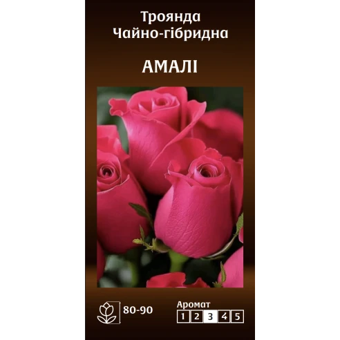 Чайно-Гібридна Амалі