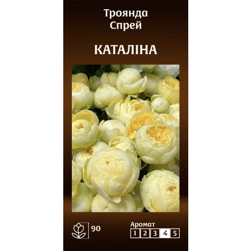 Спрей Каталіна