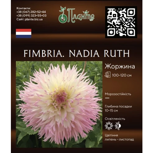 Fimbria. Nadia Ruth
