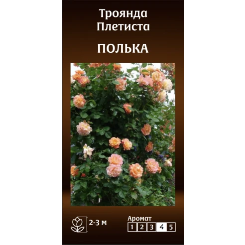 Плетиста Полька