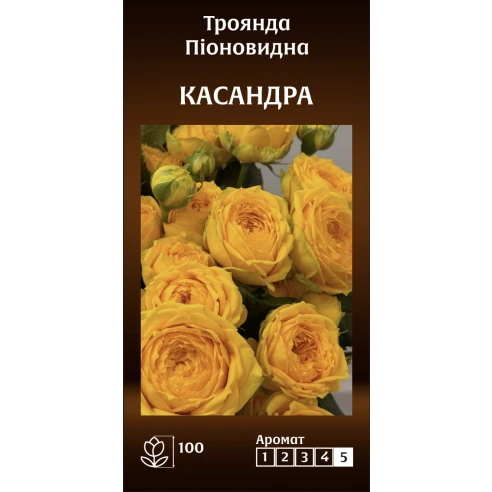 Піоновидна Касандра