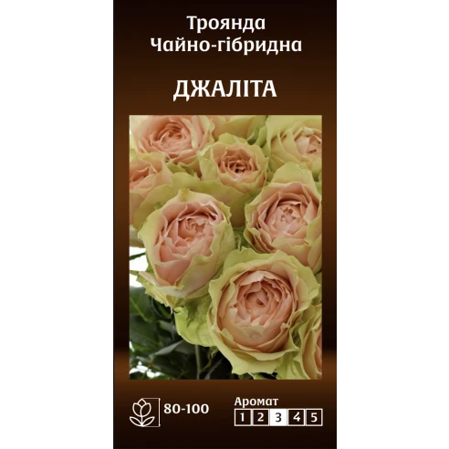 Чайно-Гібридна Джаліта