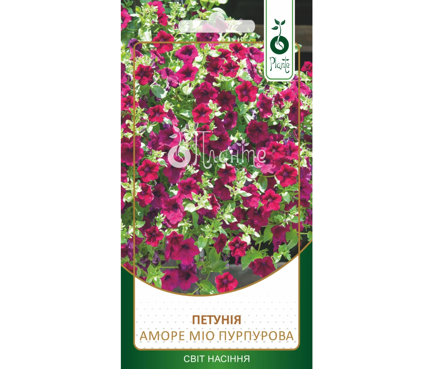 Петунія_Аморе_міо_пурпурова_0,1г_N1517642_1