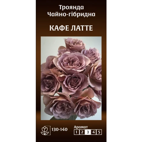 Чайно-Гібридна Кафе Летте