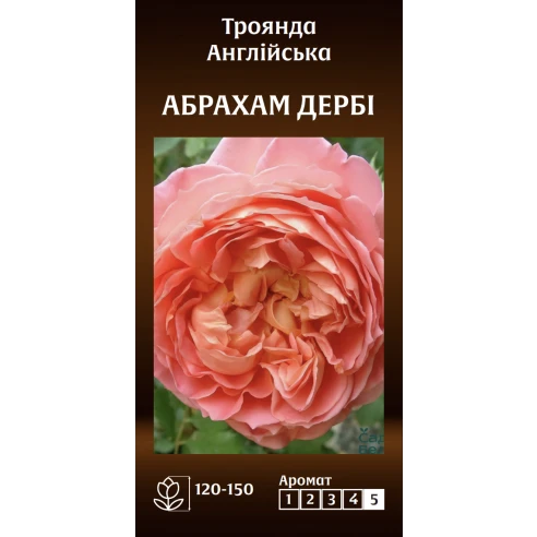 Англійська Абрахам Дербі