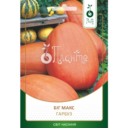 Гарбуз "Біг Макс"