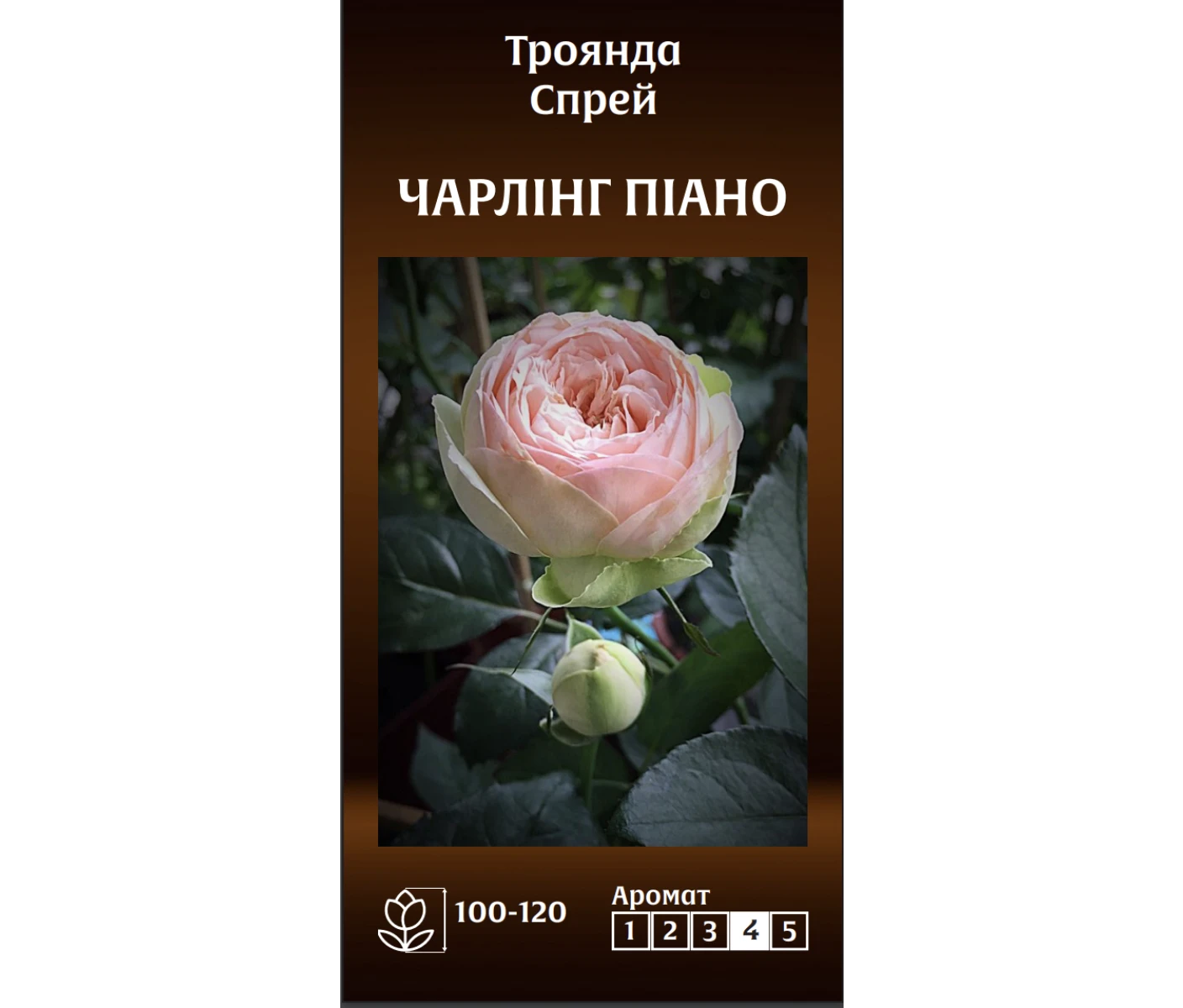 Знімок екрана 2025-03-18 091114