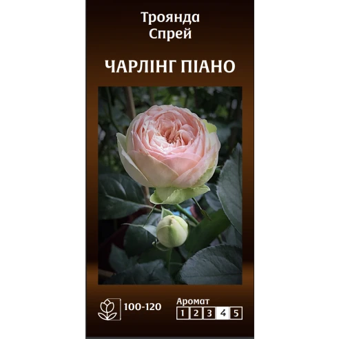 Спрей Чарлінг Піано