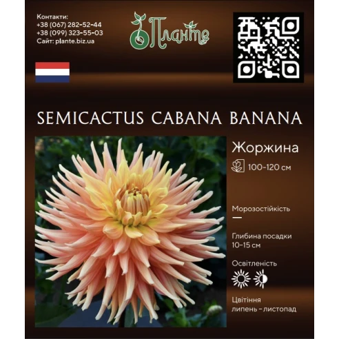 Semicactus Cabana Banana